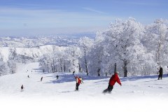 Nozawa Skiing